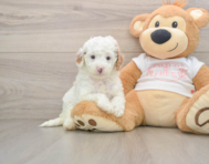 7 week old Cavapoo Puppy For Sale - Florida Fur Babies