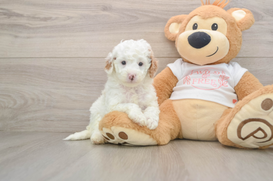 Best Cavapoo Baby