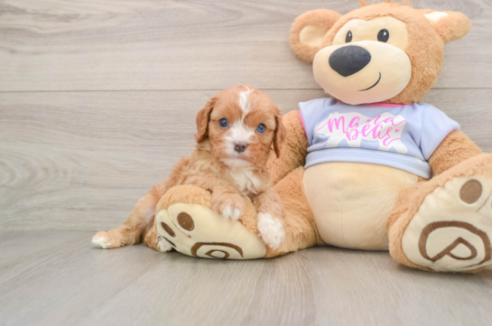 Best Cavapoo Baby