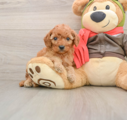 6 week old Cavapoo Puppy For Sale - Florida Fur Babies
