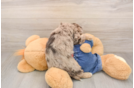 Cavapoo Puppy for Adoption