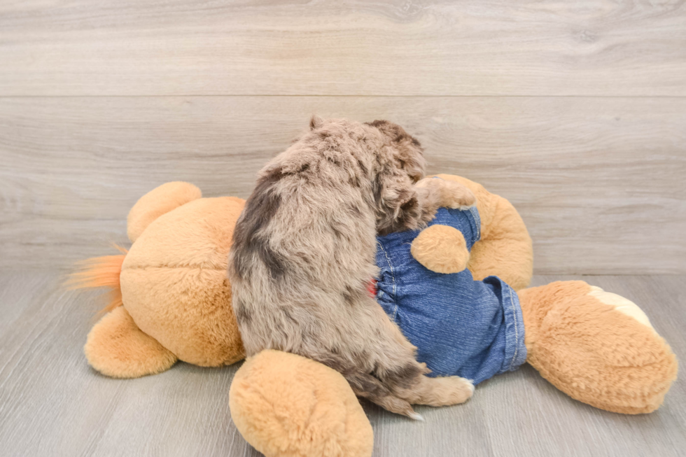 Cavapoo Puppy for Adoption
