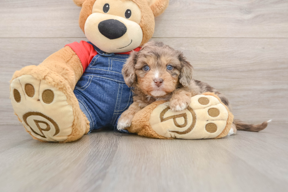Smart Cavapoo Poodle Mix Pup