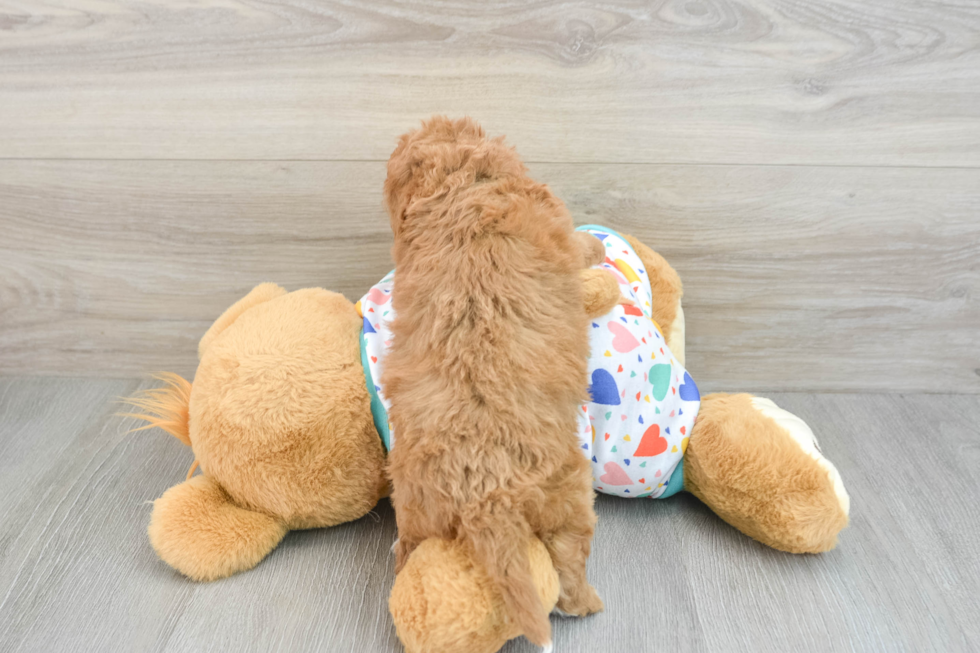 Cavapoo Pup Being Cute