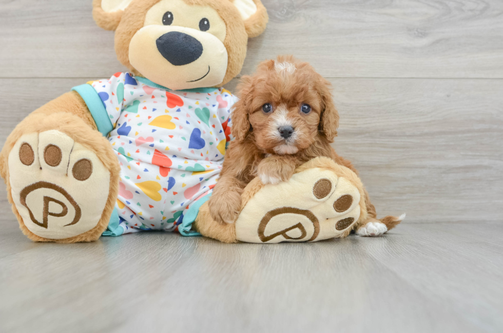 5 week old Cavapoo Puppy For Sale - Florida Fur Babies