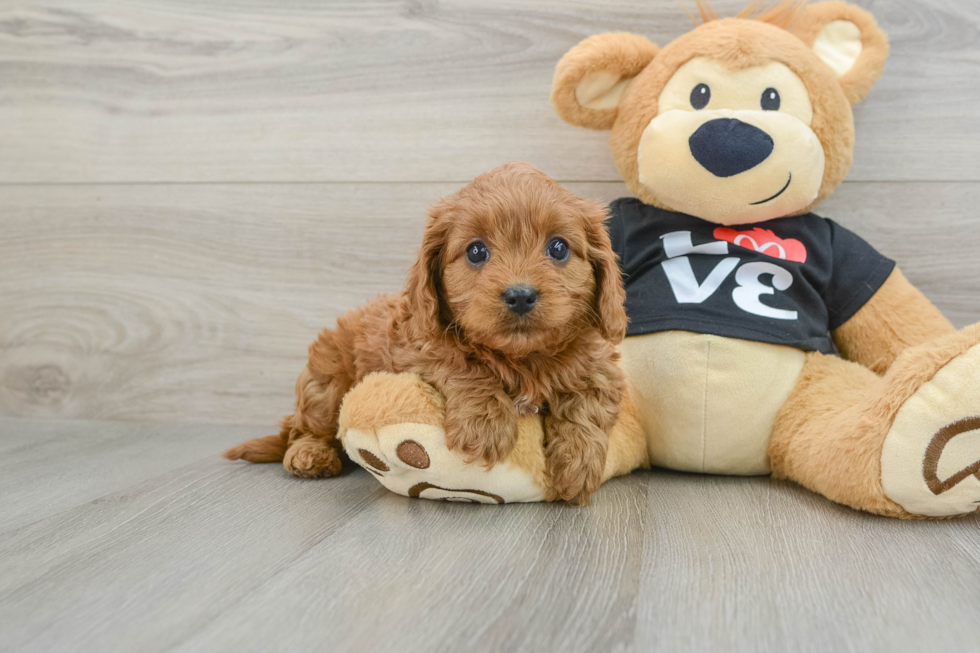 Popular Cavapoo Poodle Mix Pup