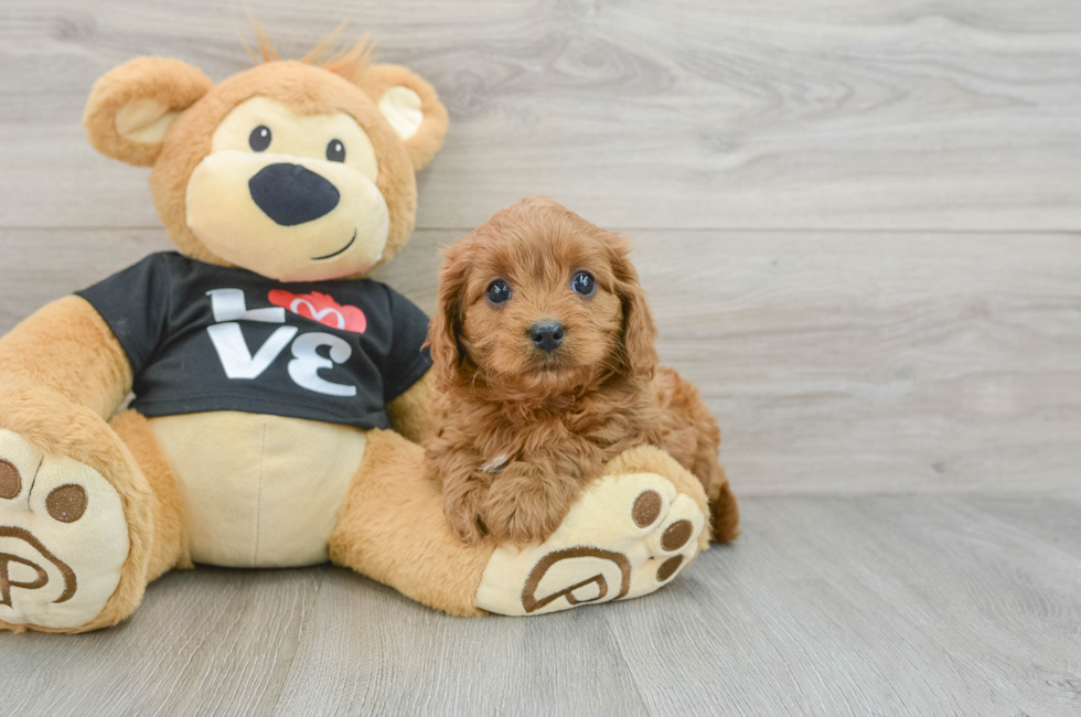 7 week old Cavapoo Puppy For Sale - Florida Fur Babies