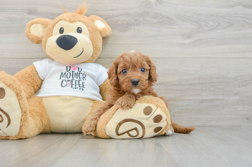 6 week old Cavapoo Puppy For Sale - Florida Fur Babies