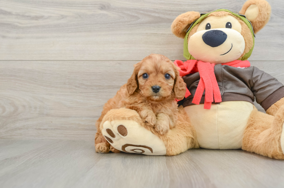 7 week old Cavapoo Puppy For Sale - Florida Fur Babies