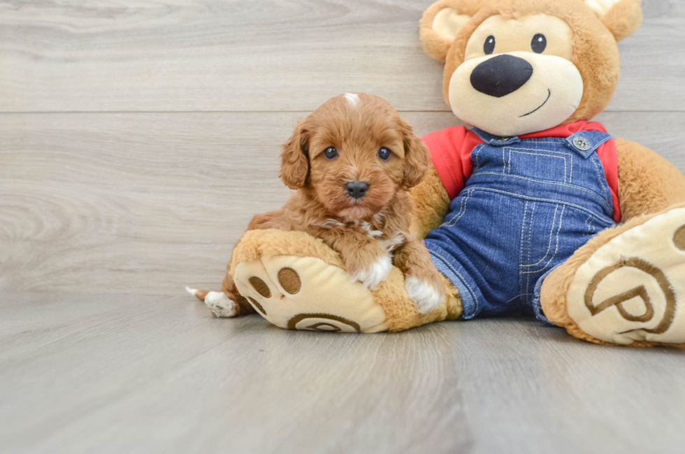 5 week old Cavapoo Puppy For Sale - Florida Fur Babies