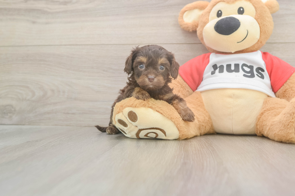 5 week old Cavapoo Puppy For Sale - Florida Fur Babies