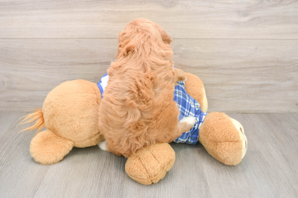 Cute Cavapoo Baby