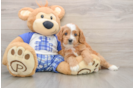 Cavapoo Pup Being Cute