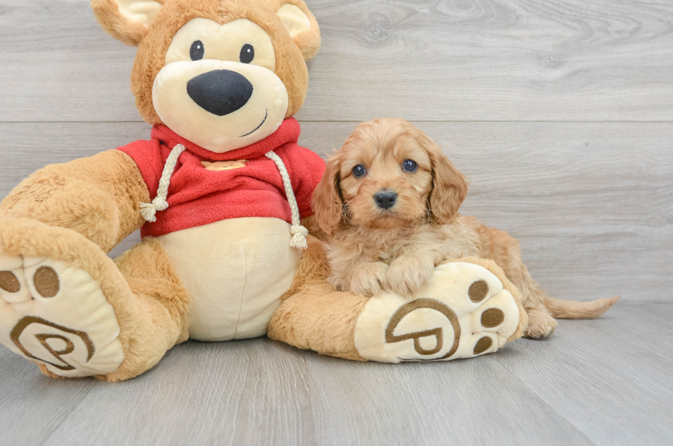 6 week old Cavapoo Puppy For Sale - Florida Fur Babies