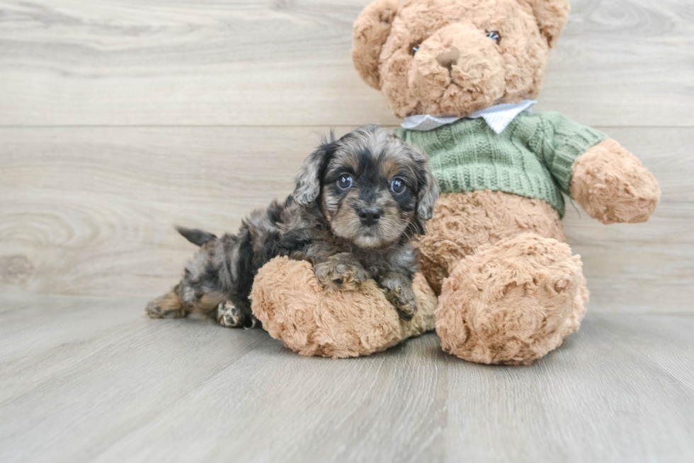 Cavapoo Pup Being Cute