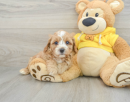 9 week old Cavapoo Puppy For Sale - Florida Fur Babies