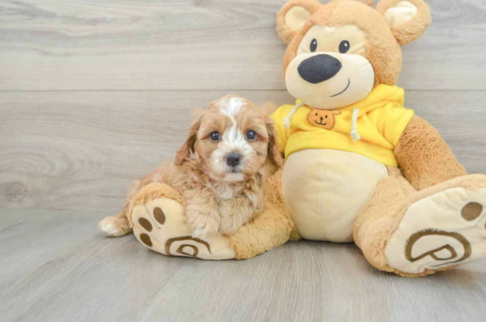 8 week old Cavapoo Puppy For Sale - Florida Fur Babies