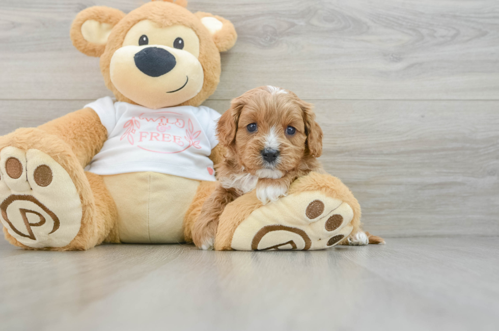 5 week old Cavapoo Puppy For Sale - Florida Fur Babies