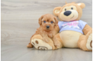 Friendly Cavapoo Baby