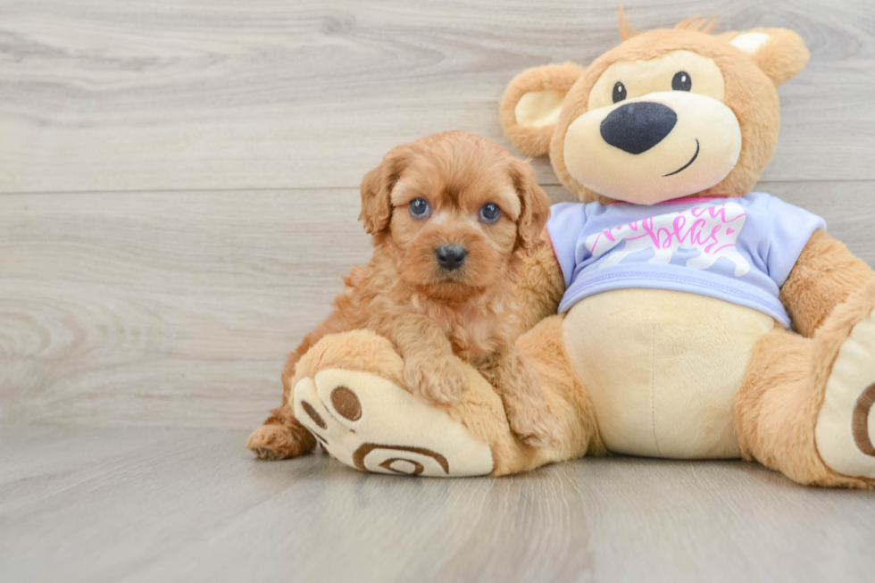 Friendly Cavapoo Baby