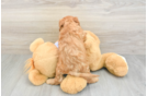 Fluffy Cavapoo Poodle Mix Pup