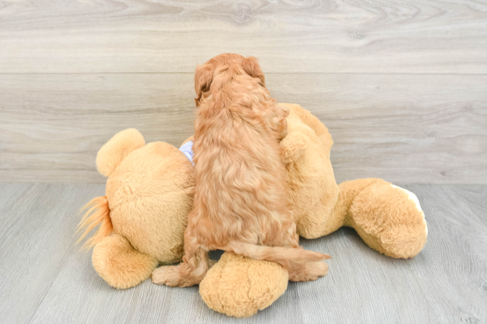 Fluffy Cavapoo Poodle Mix Pup
