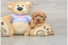 Cavapoo Puppy for Adoption