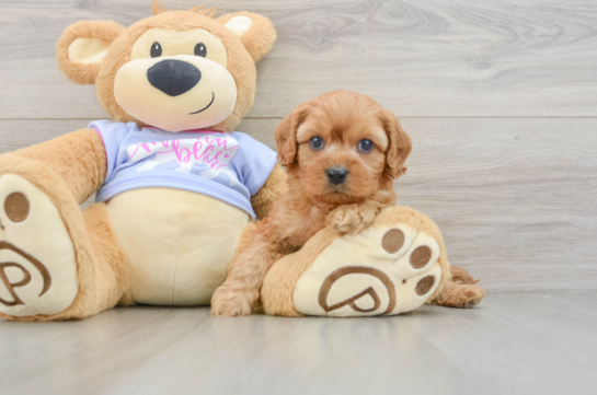 Cavapoo Puppy for Adoption