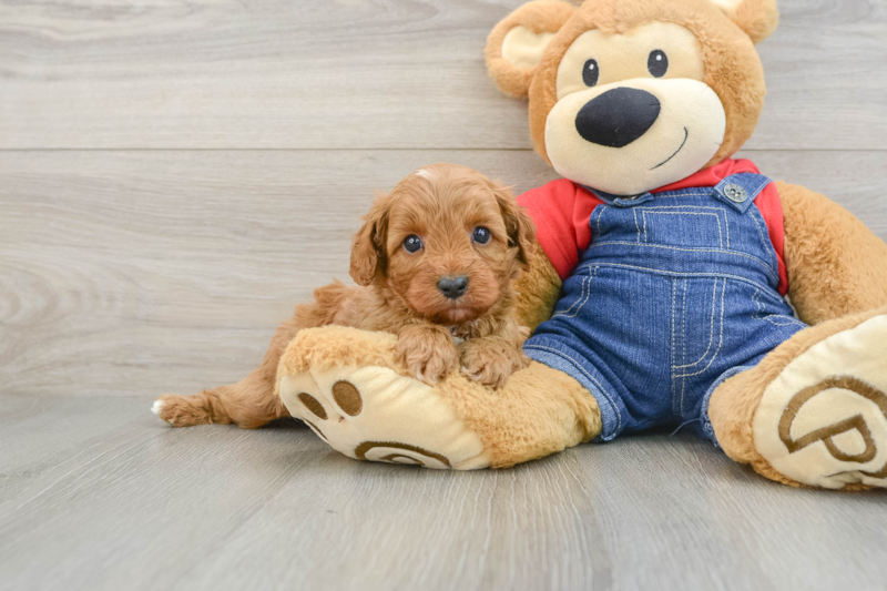Meet Andrew - our Cavapoo Puppy Photo 1/3 - Florida Fur Babies