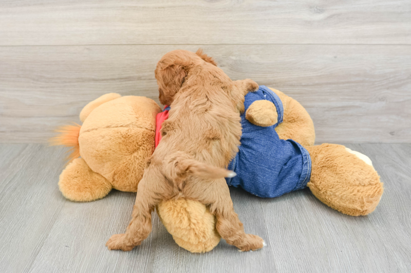 Meet Andrew - our Cavapoo Puppy Photo 2/3 - Florida Fur Babies