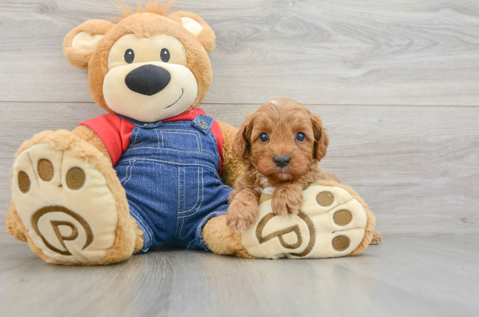 5 week old Cavapoo Puppy For Sale - Florida Fur Babies