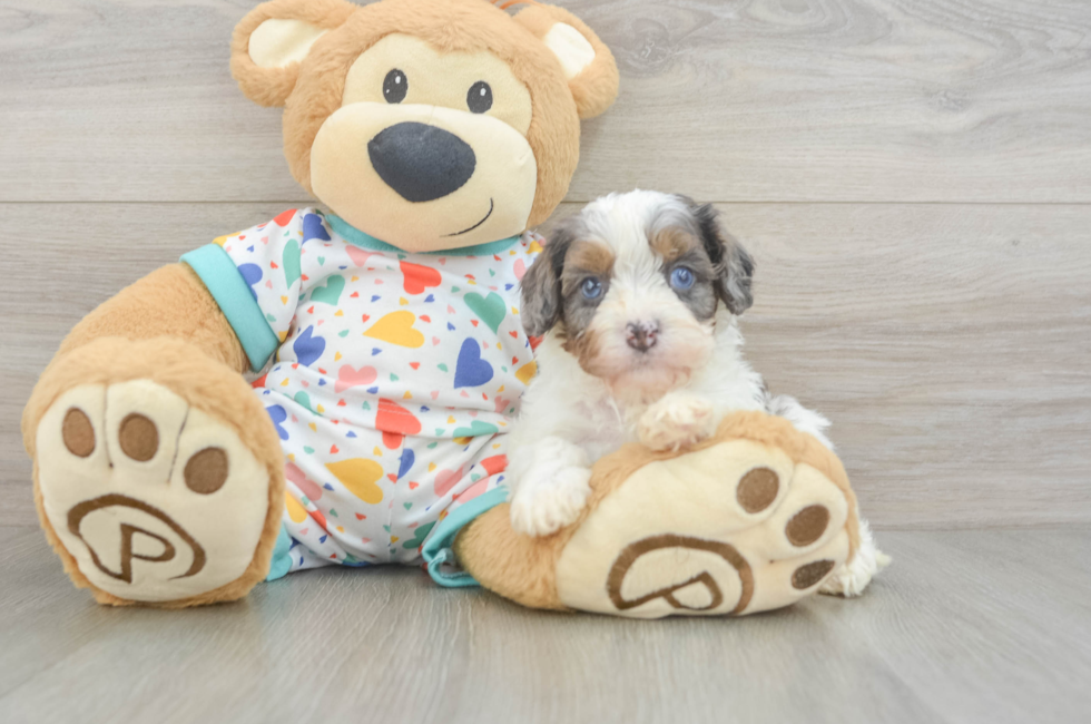 5 week old Cavapoo Puppy For Sale - Florida Fur Babies