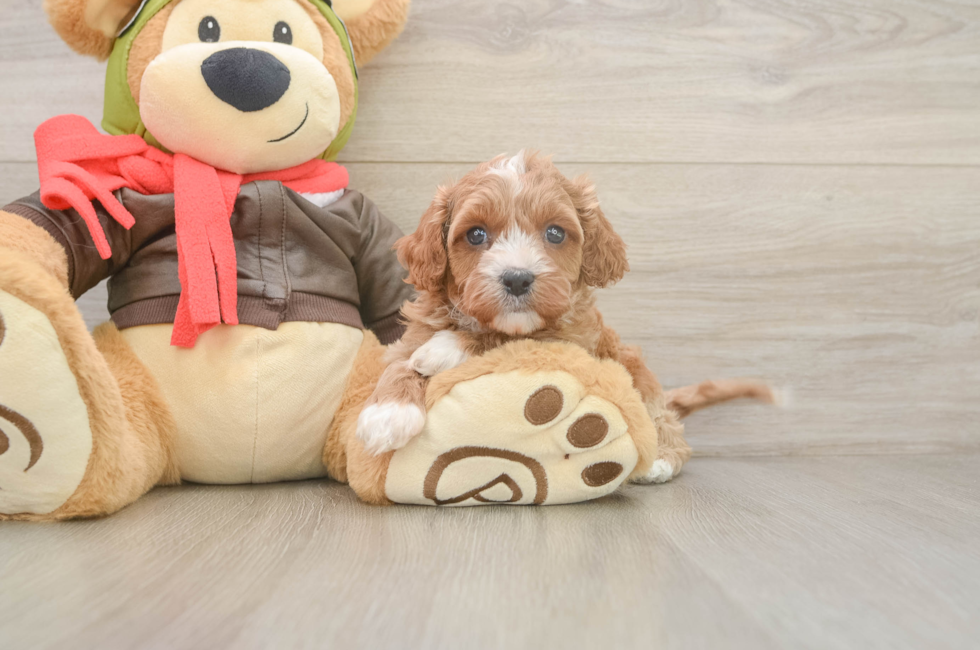 5 week old Cavapoo Puppy For Sale - Florida Fur Babies