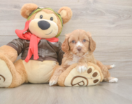 7 week old Cavapoo Puppy For Sale - Florida Fur Babies
