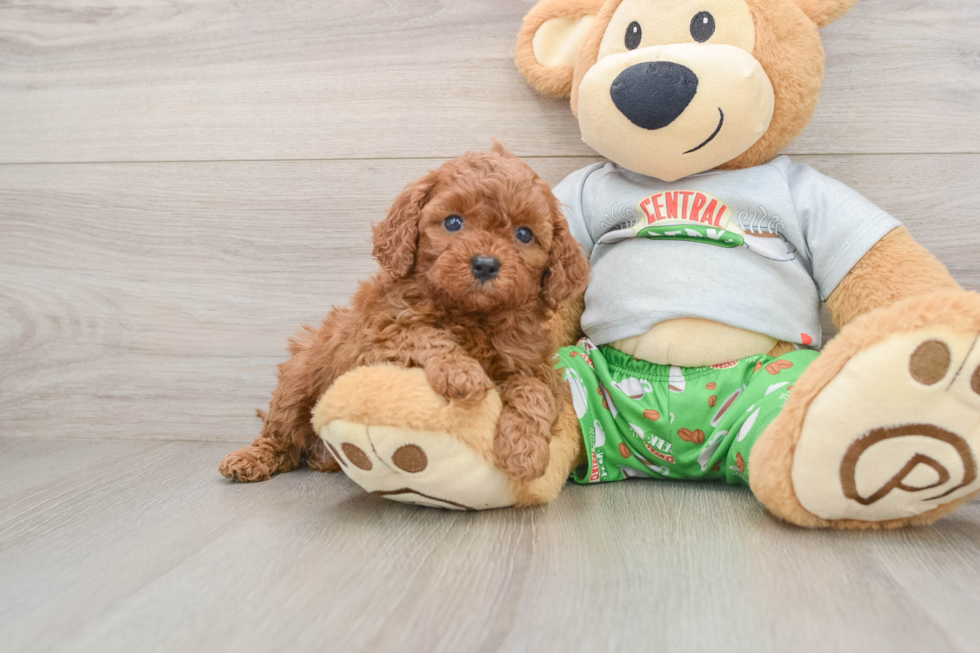 Cavapoo Puppy for Adoption