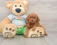 8 week old Cavapoo Puppy For Sale - Florida Fur Babies