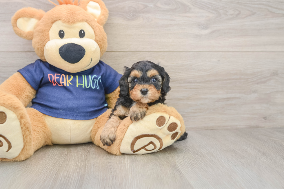 Smart Cavapoo Poodle Mix Pup