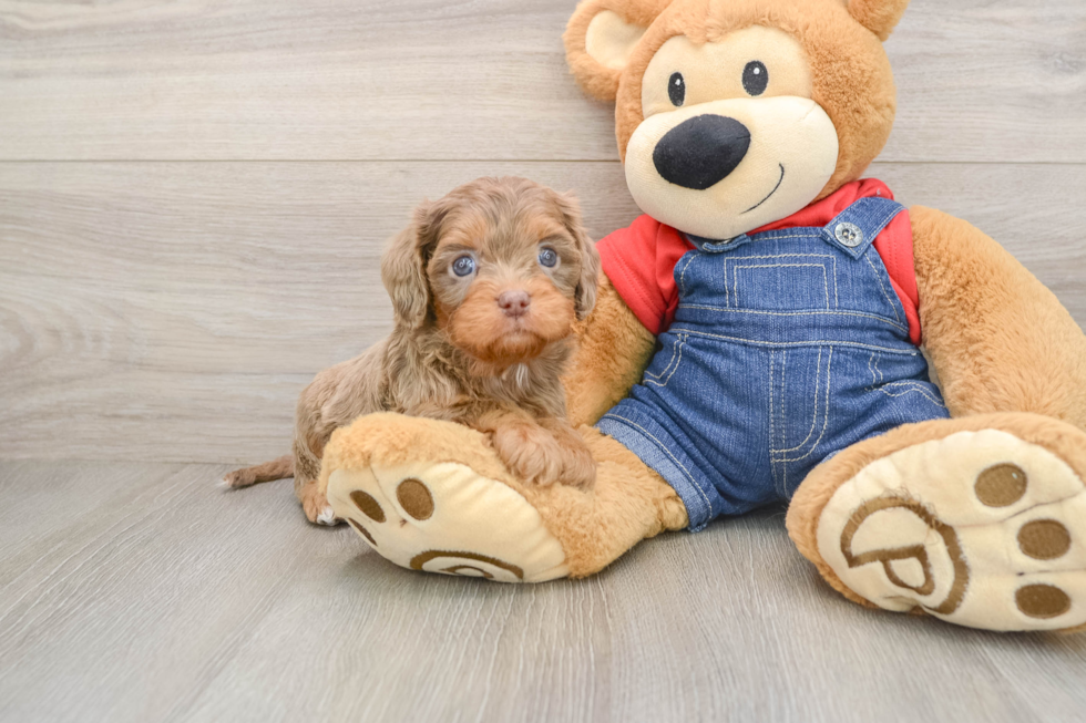 Friendly Cavapoo Baby