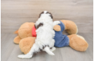Cavapoo Pup Being Cute