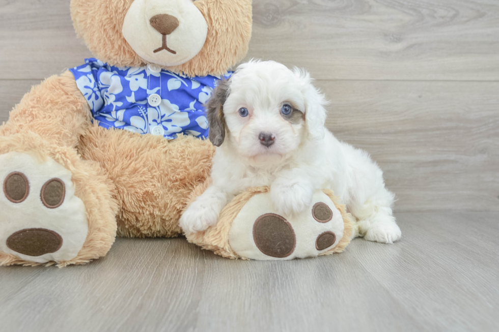 Cavapoo Pup Being Cute