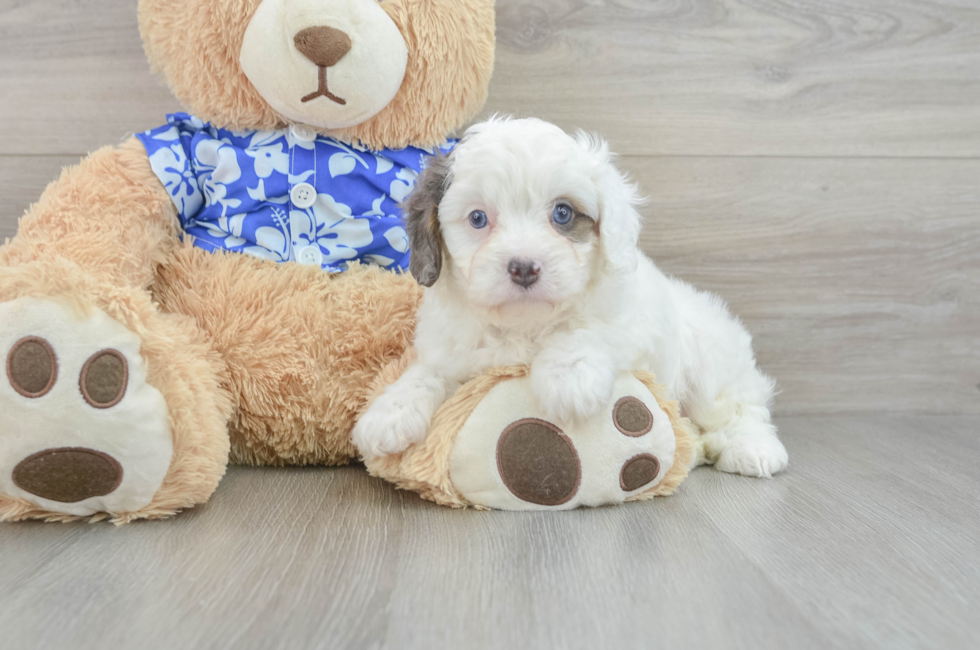 6 week old Cavapoo Puppy For Sale - Florida Fur Babies