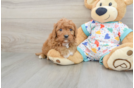 Best Cavapoo Baby