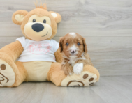 7 week old Cavapoo Puppy For Sale - Florida Fur Babies