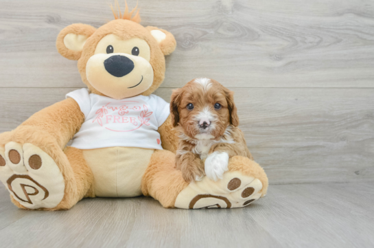 Smart Cavapoo Poodle Mix Pup