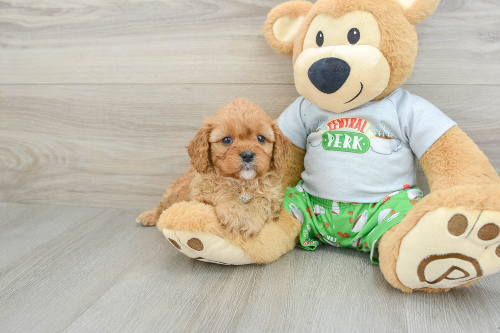 Popular Cavapoo Poodle Mix Pup