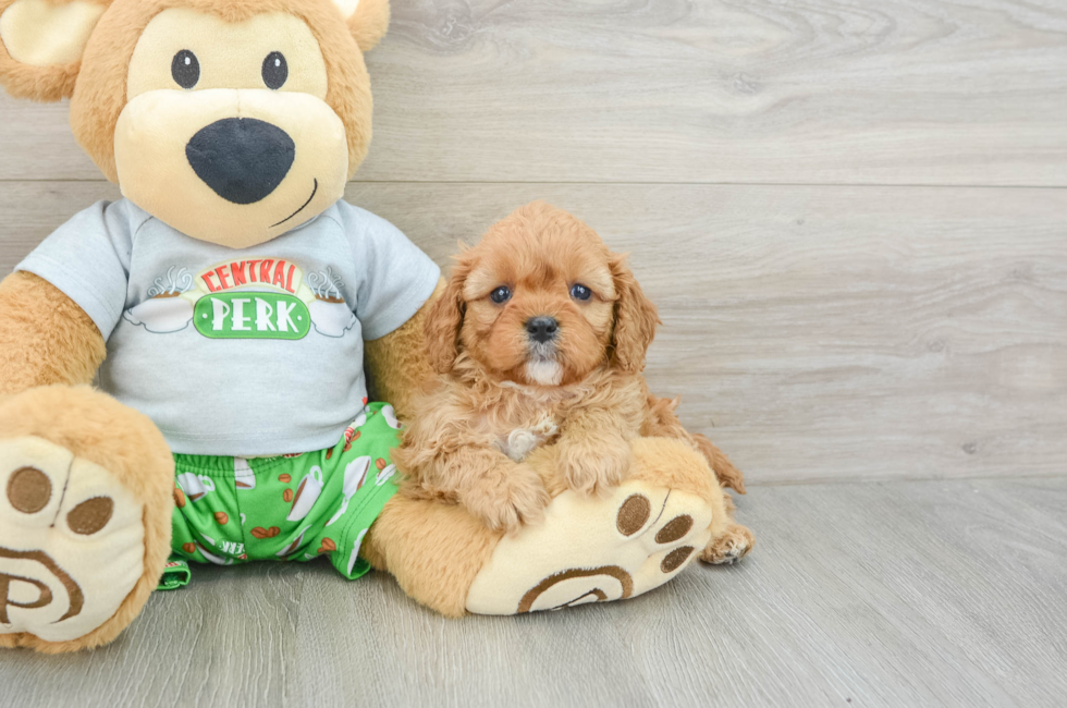 5 week old Cavapoo Puppy For Sale - Florida Fur Babies