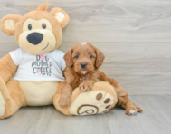 8 week old Cavapoo Puppy For Sale - Florida Fur Babies