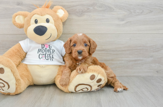 Cavapoo Pup Being Cute