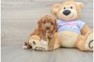 Small Cavapoo Baby