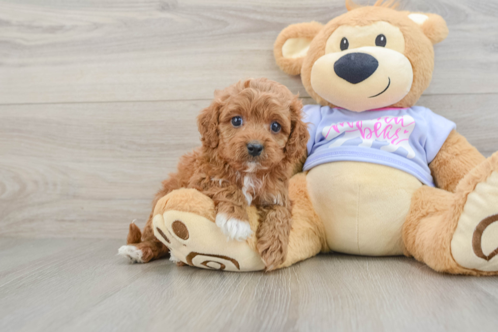 Small Cavapoo Baby